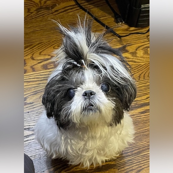 Meet your Posher, Nikki - Picture 12 of 13